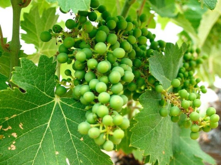 Španělsko Dům Yecla