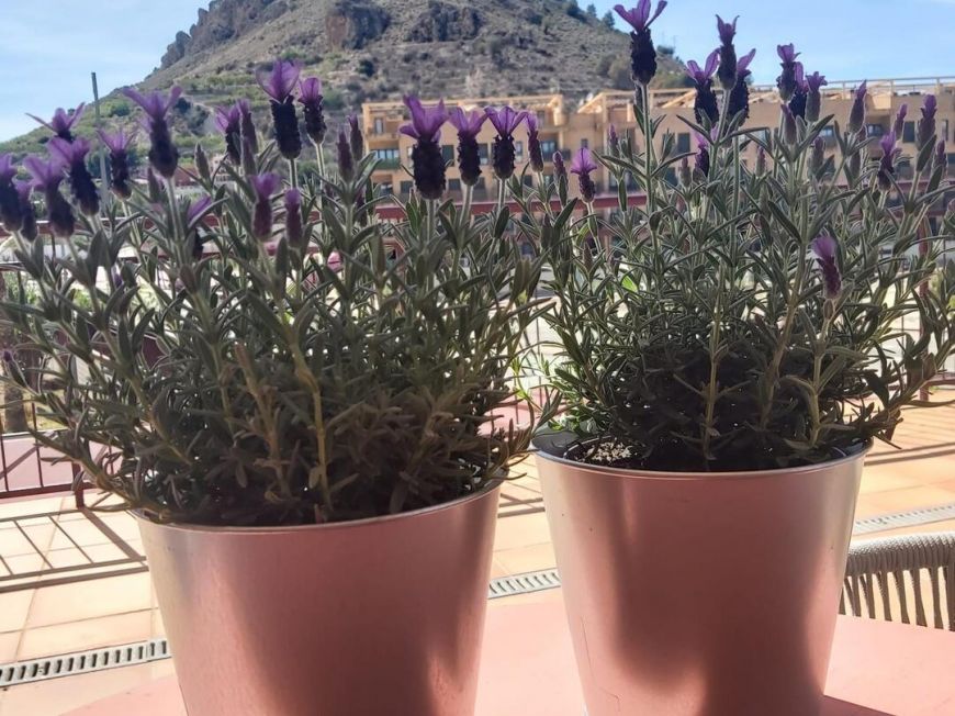 Испания apartments villanueva-del-rio-segura