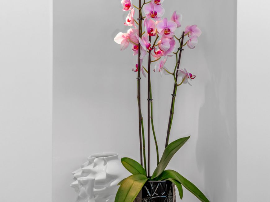 Španělsko Villa Guardamar del Segura Alicante