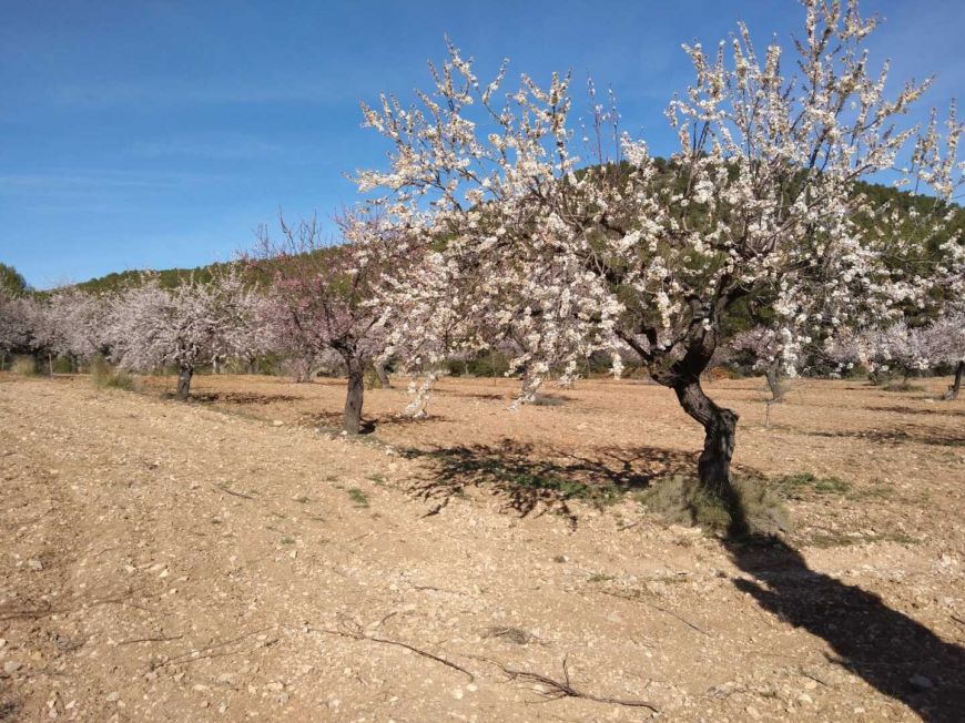 España Country House Bullas Murcia