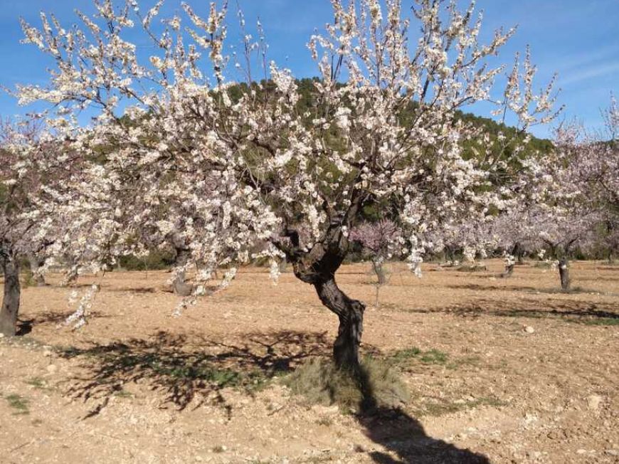 España Country House Bullas Murcia