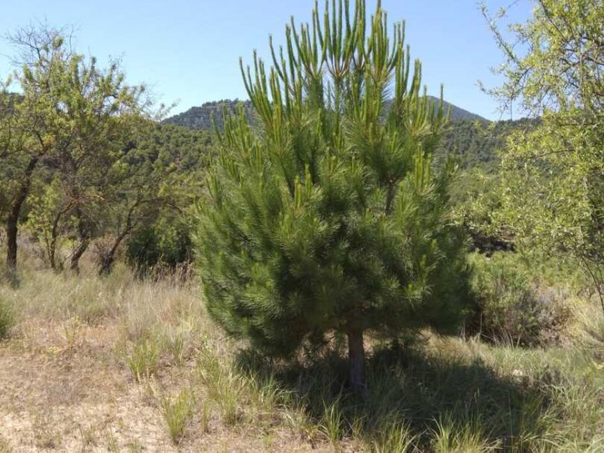 España Country House Bullas Murcia