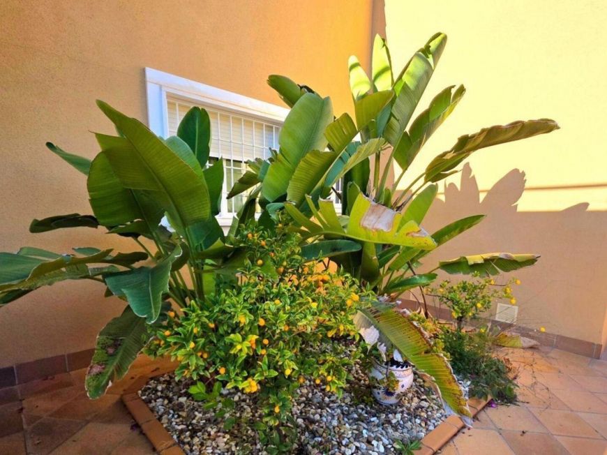 Španělsko Vila Dehesa de campoamor ALICANTE