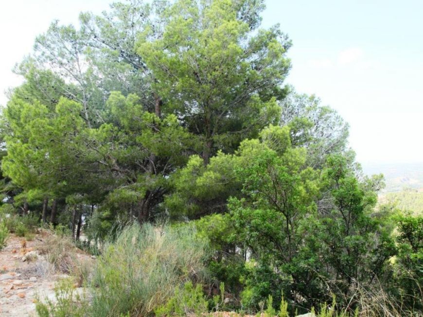 Španělsko Pozemek Altea Alicante