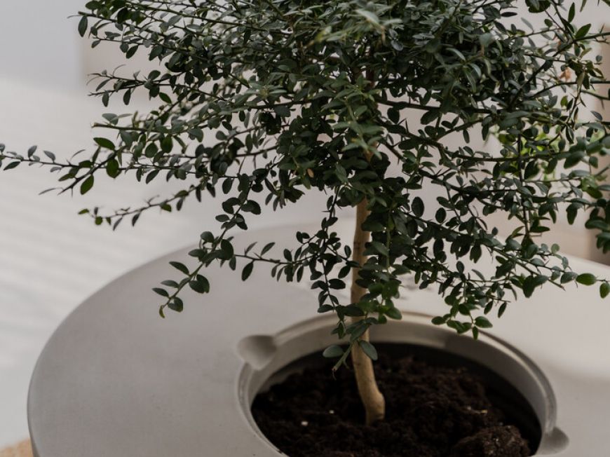 Španělsko Apartmány / byty Benahavis