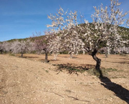 Country House Bullas Murcia